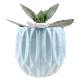 Blue Optical Planter