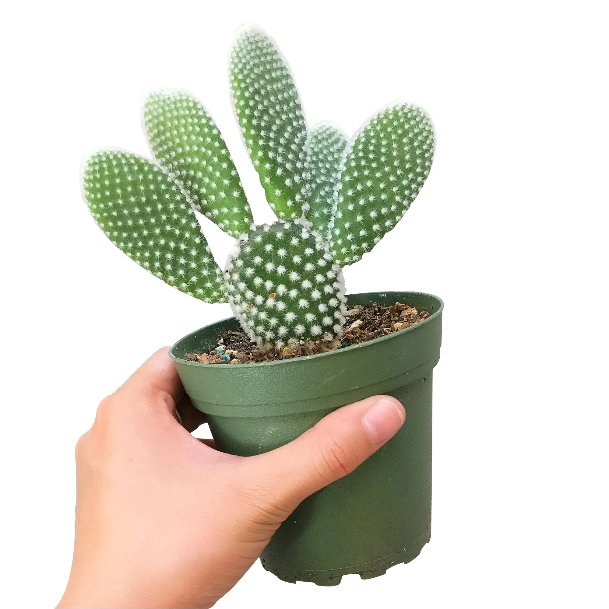 Bunny Ear Cactus