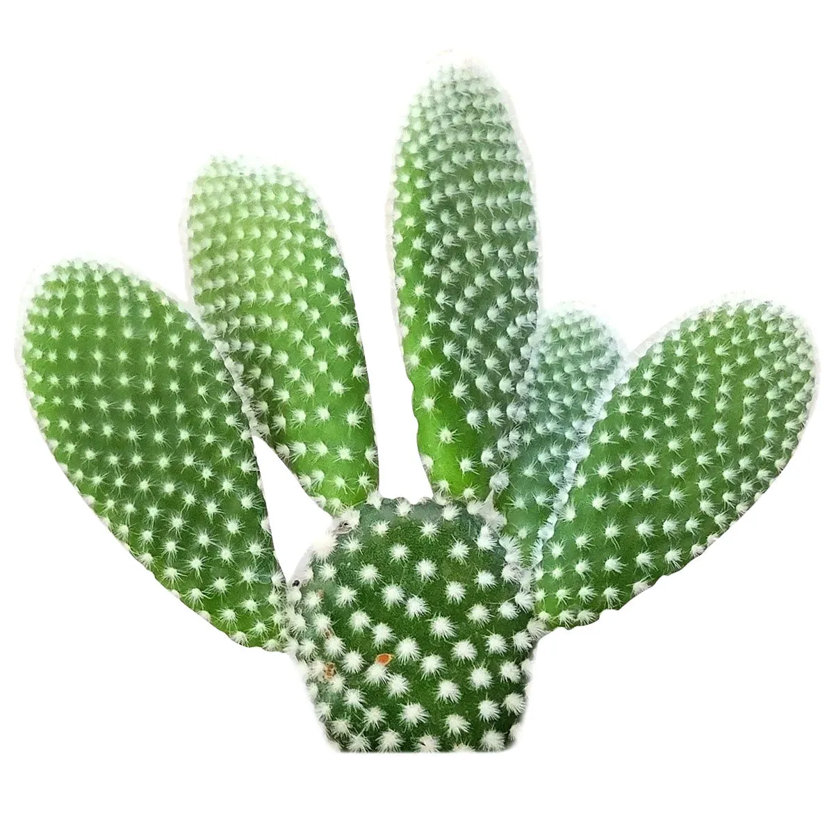 Bunny Ear Cactus