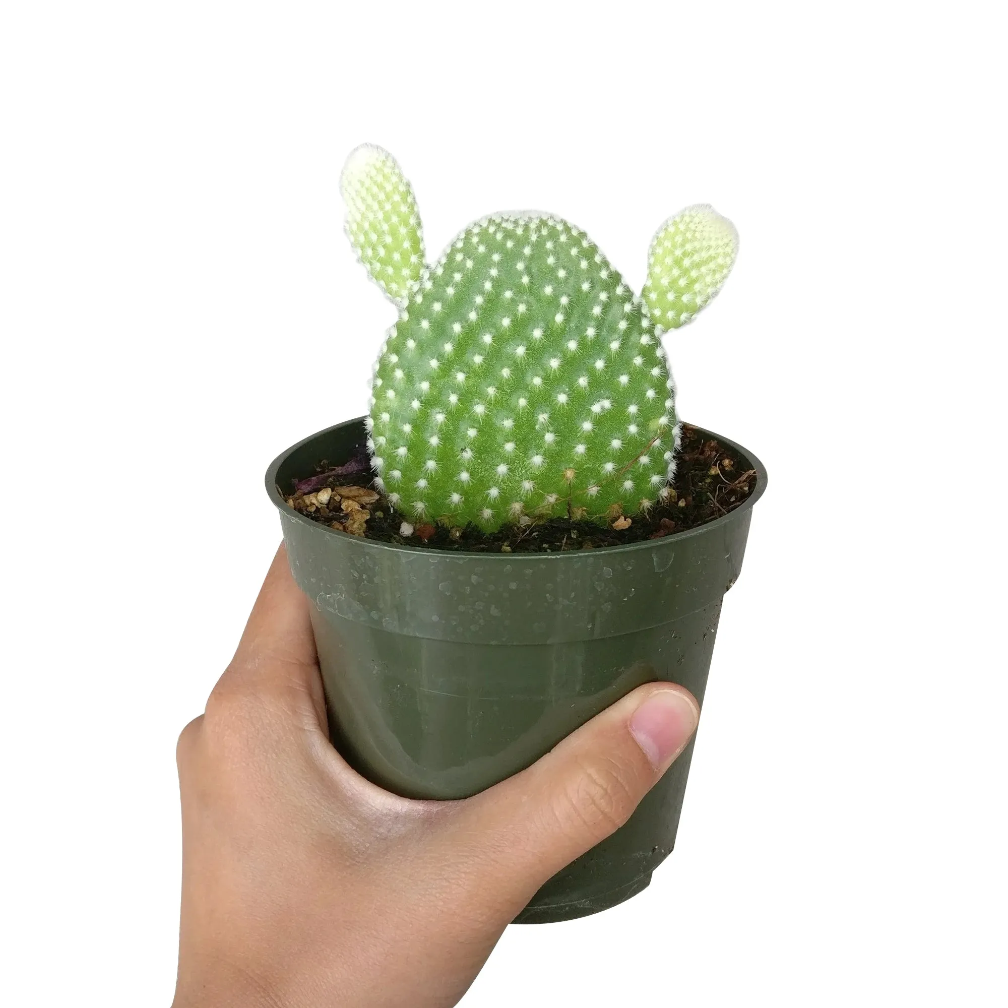 Bunny Ear Cactus