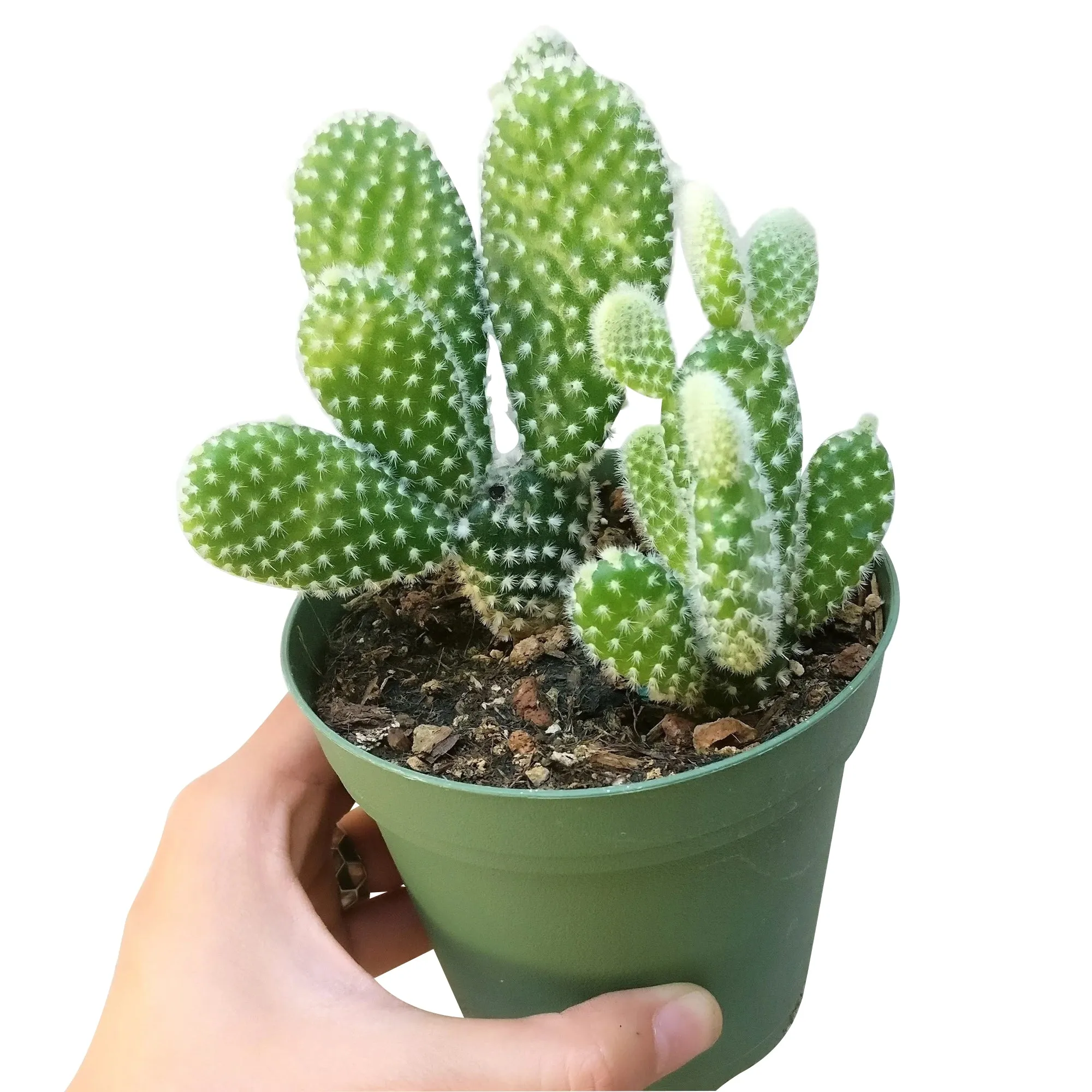 Bunny Ear Cactus