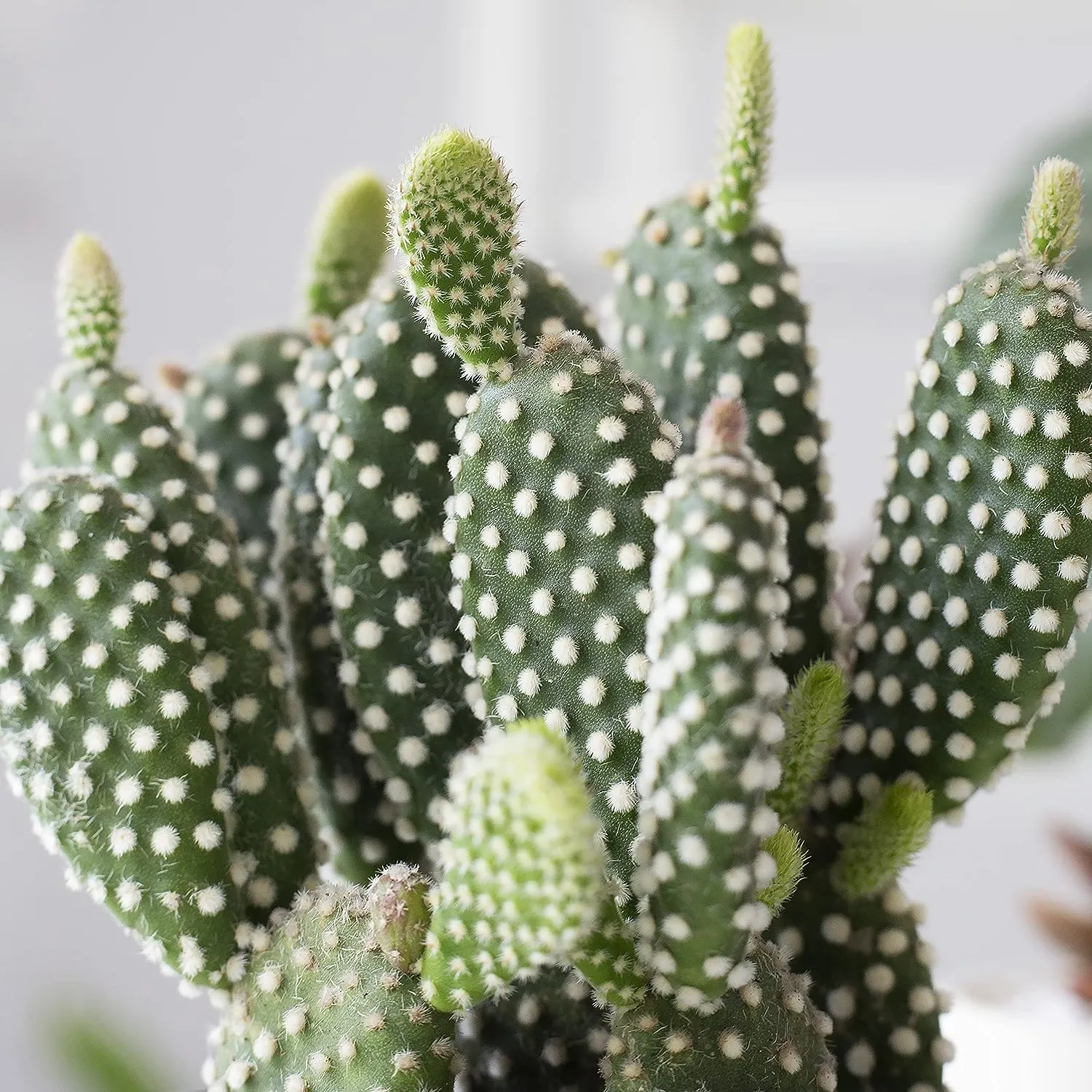 Bunny Ear Cactus