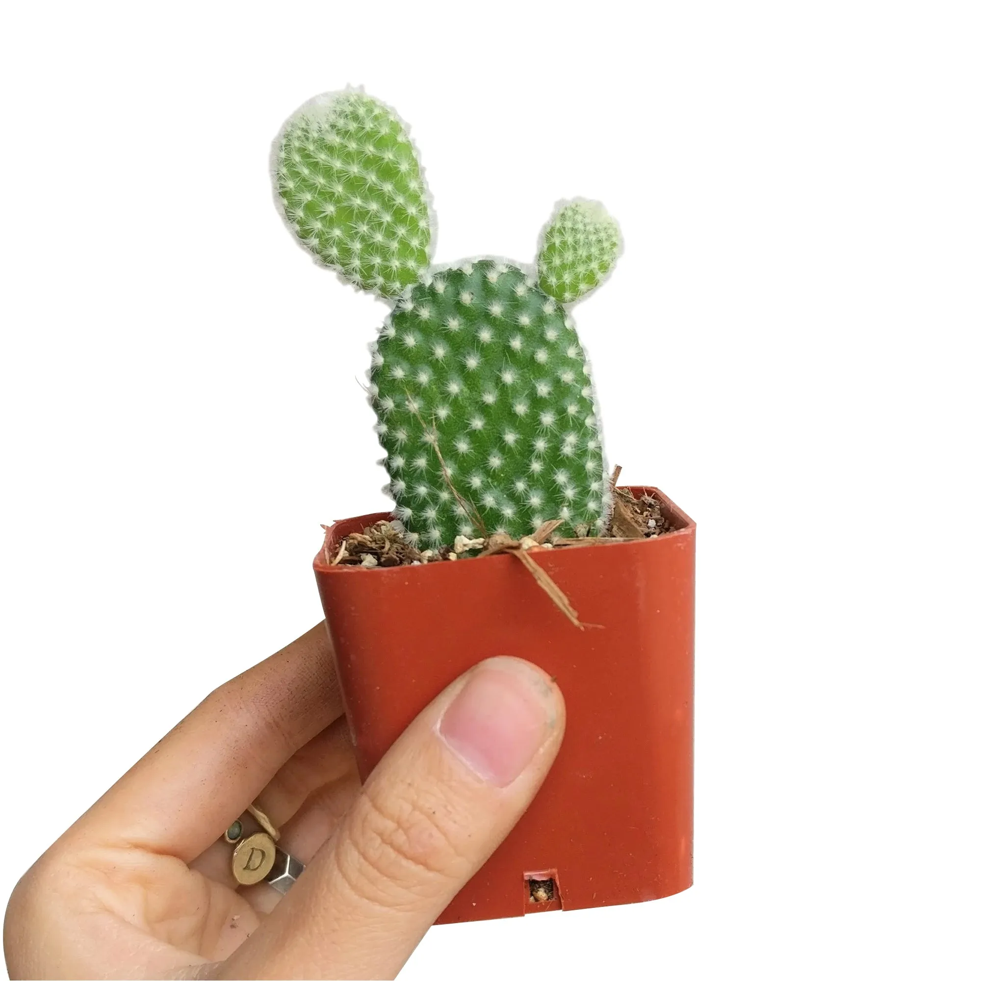 Bunny Ear Cactus