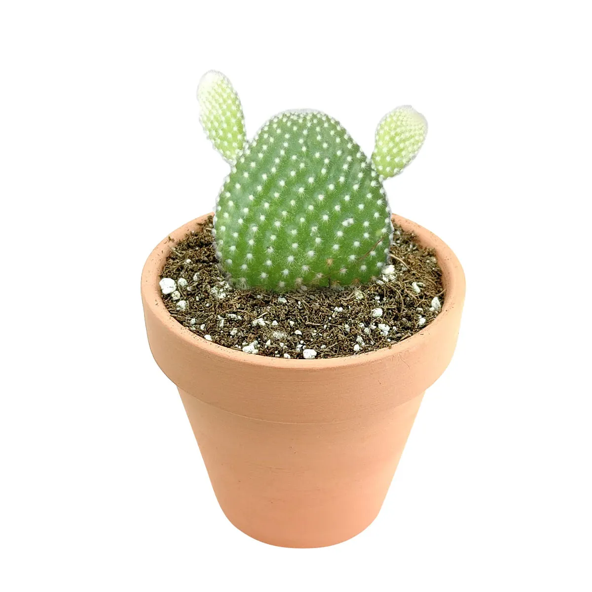 Bunny Ear Cactus