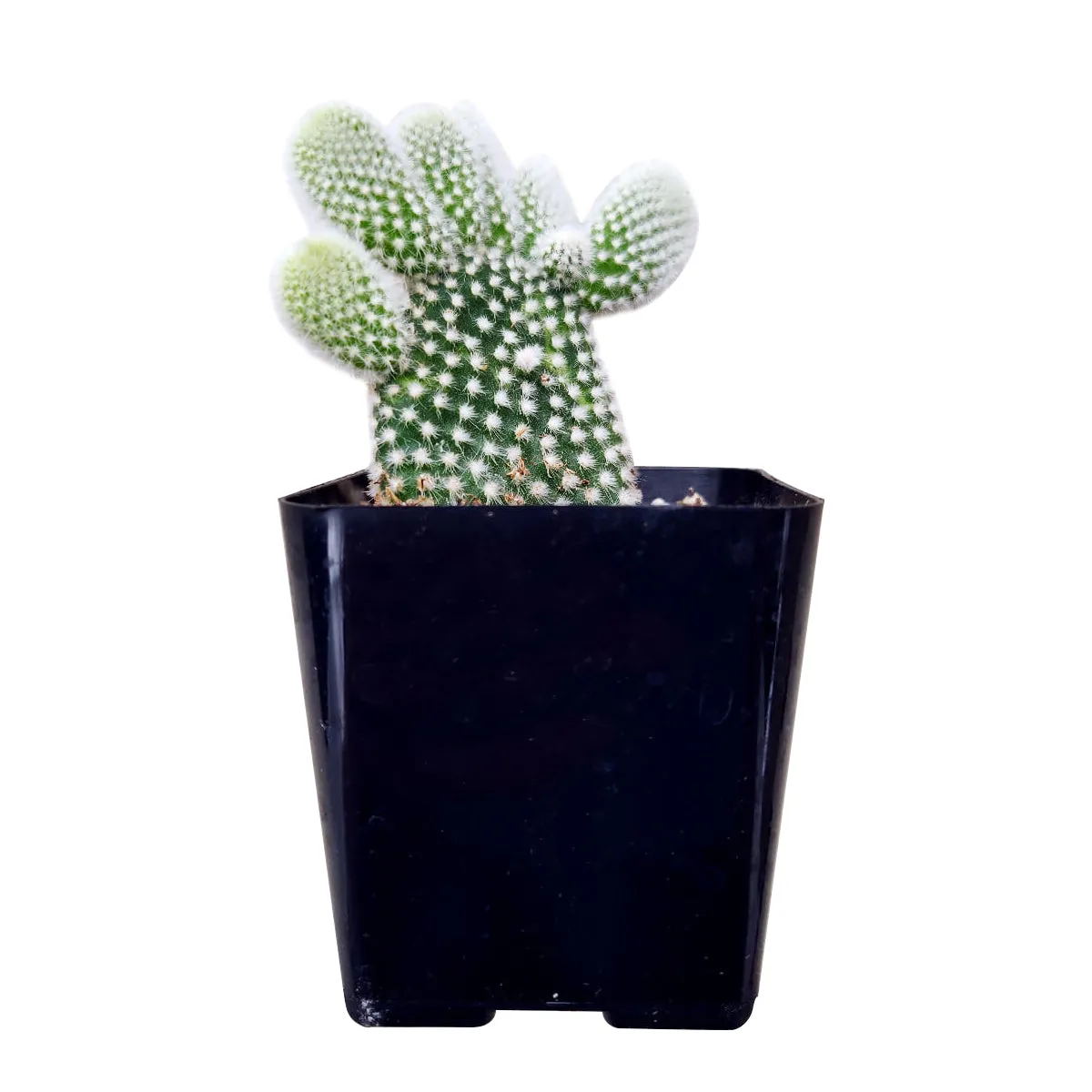 Bunny Ear Cactus